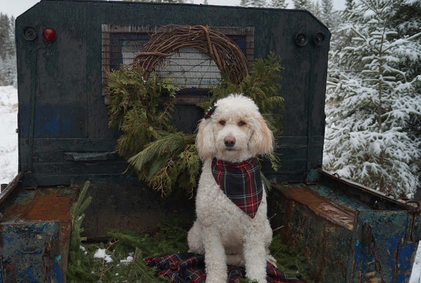Kerchief, Pet Christmas Photos with Black Stewart Tartan Dog Bandana, Holiday Card Dog Photo Prop, Dog Uniform Bandana