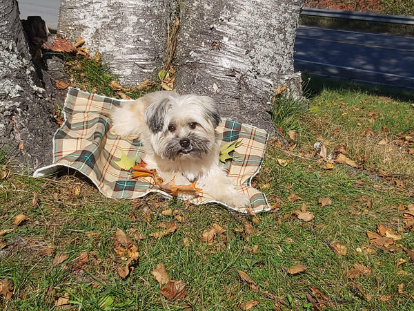 Couverture pour chien tartan Royal Stewart