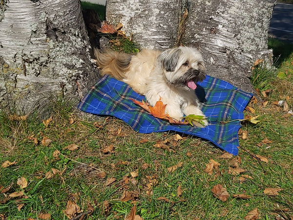 Dog Blanket, Saskatchewan Tartan Dog Blanket, Pet Adoption Day Blanket, Baby Shower Tartan Blanket, Tartan Lap Throw for Dog Mom and Dad