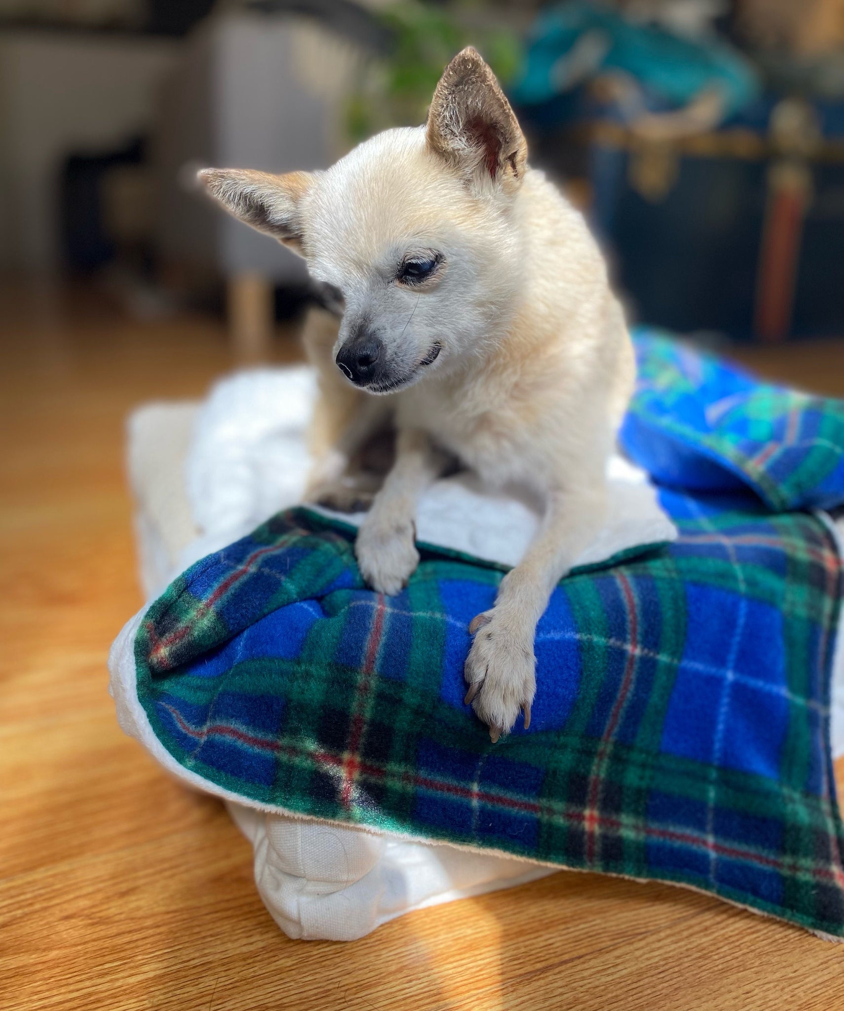 Dog Blanket, Nova Scotia Tartan Dog Blanket, Pet Adoption Day Blanket, Baby Shower Tartan Blanket, Tartan Lap Throw for Dog Mom and Dad