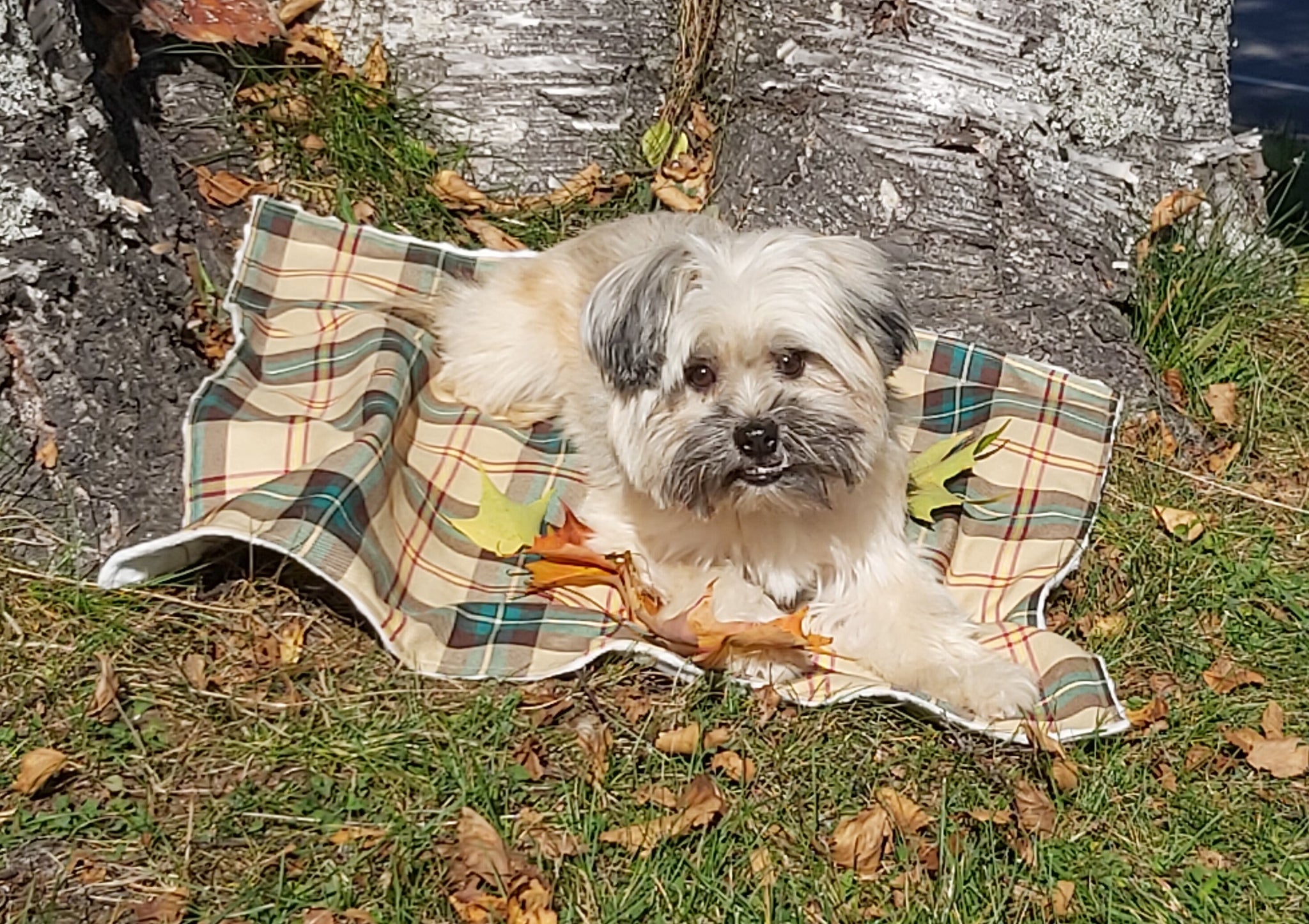 Dog Blanket, Saskatchewan Tartan Dog Blanket, Pet Adoption Day Blanket, Baby Shower Tartan Blanket, Tartan Lap Throw for Dog Mom and Dad