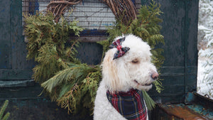 Kerchief, Pet Christmas Photos with Black Stewart Tartan Dog Bandana, Holiday Card Dog Photo Prop, Dog Uniform Bandana