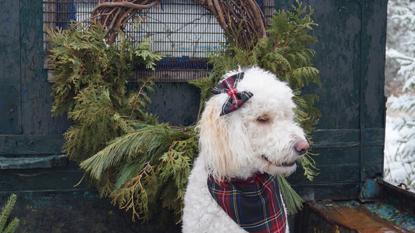 Bandana pour chien Black Stewart Tartan pour photos de cartes de Noël