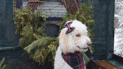 Black Stewart Tartan Dog Bandana For Christmas Card Photos