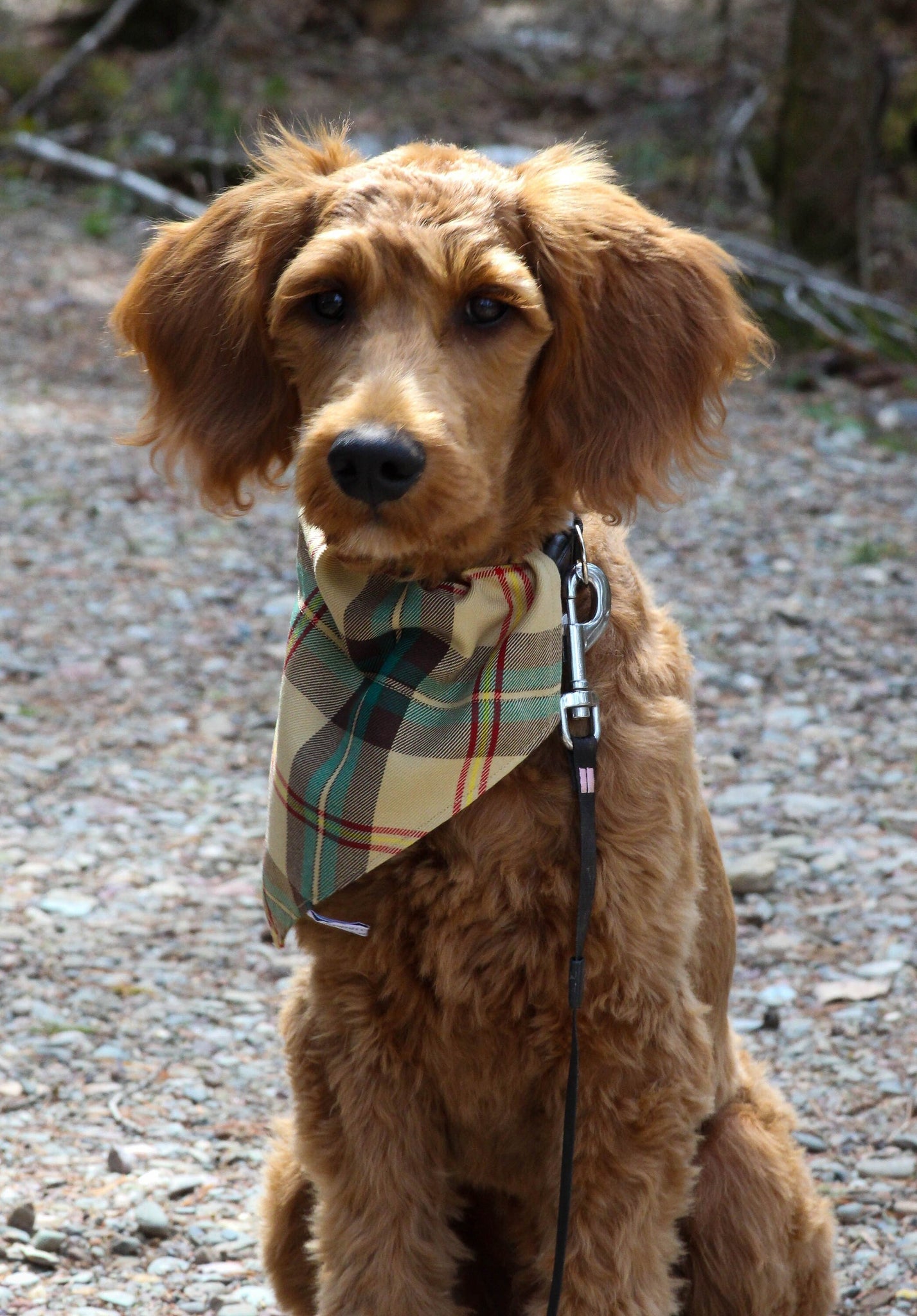 Saskatchewan Tartan Dog Bandana pour les promenades estivales de chiens, Saskatchewan Tartan Dog Kerchief un cadeau des Prairies, Plaid Pet Kerchief