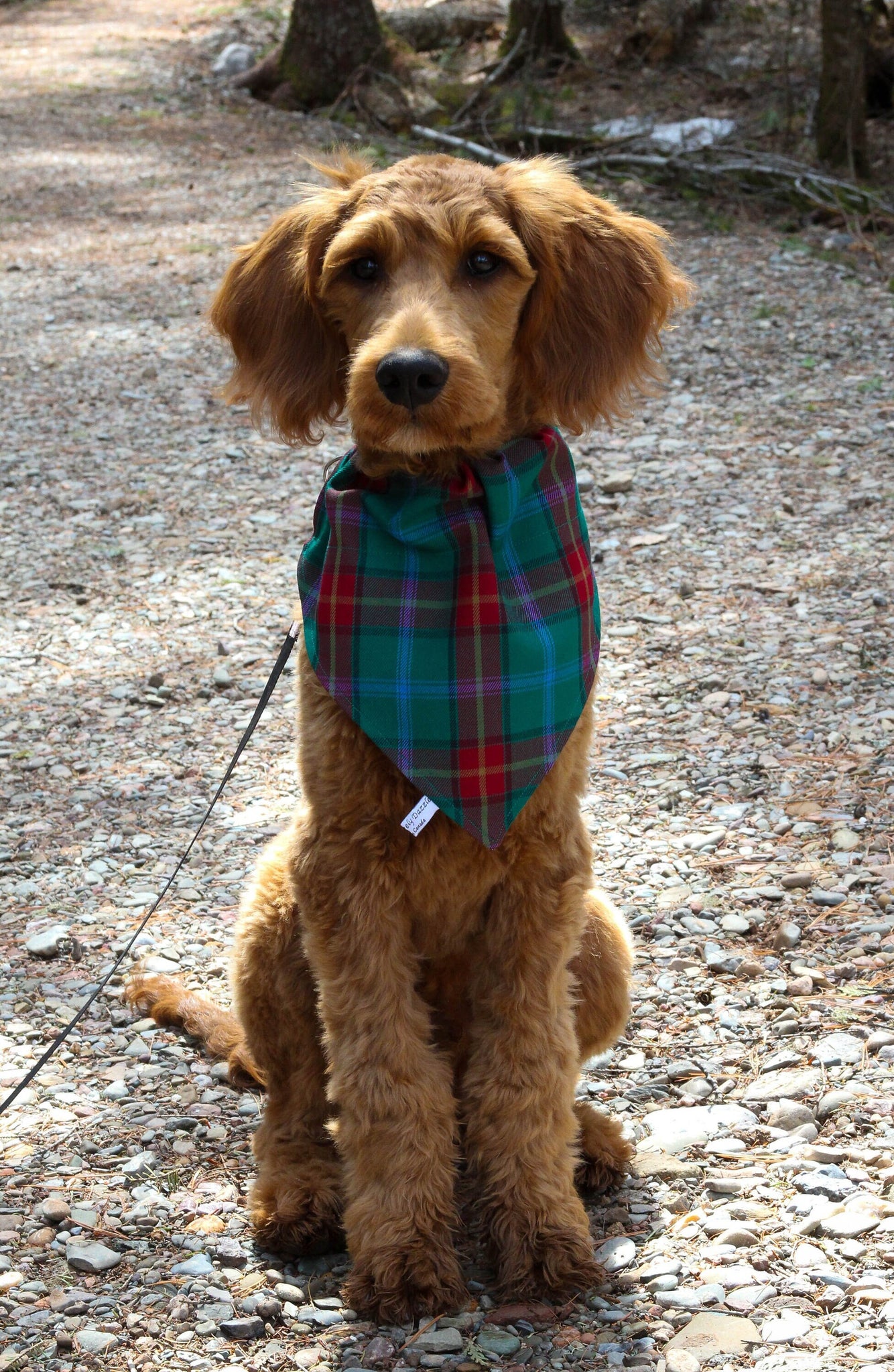 Dog Bandana, Manitoba Tartan Dog Kerchief, Scottish Tartan Dog Bandana, Teal Plaid Pet Kerchief for Manitoba Dog Show