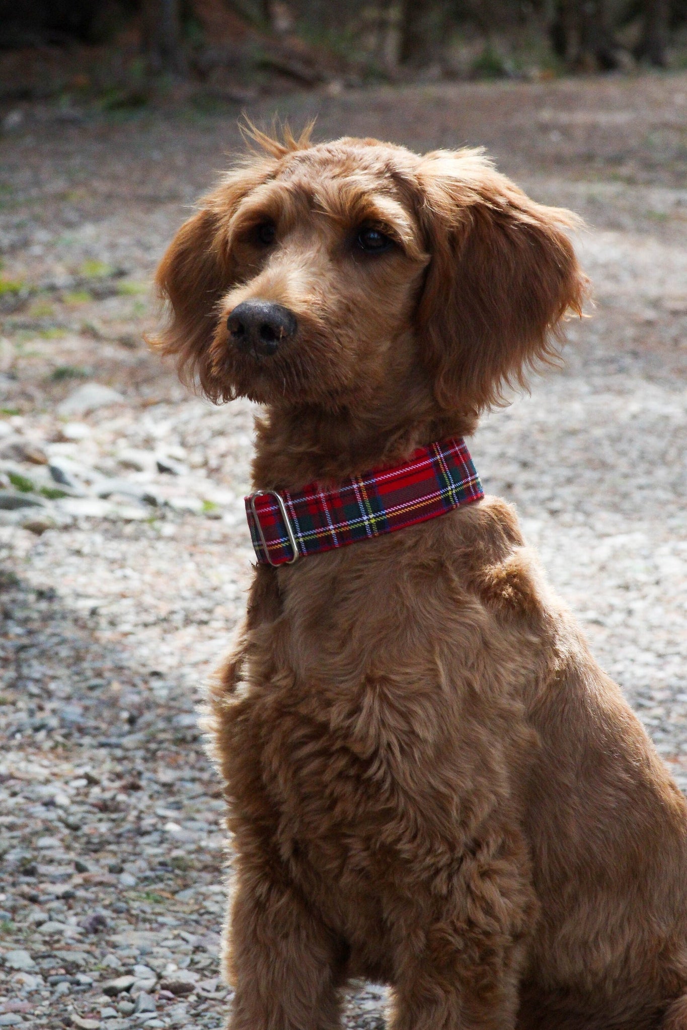 Dog Collar in Royal Stewart Plaid for Christmas Photos, Red White Plaid Pet Collar, Pet Groomer Gift,  Made in Canada Pet Collar