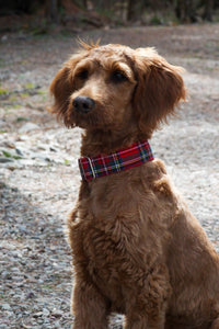 Dog Collar in Royal Stewart Plaid for Christmas Photos, Red White Plaid Pet Collar, Pet Groomer Gift,  Made in Canada Pet Collar