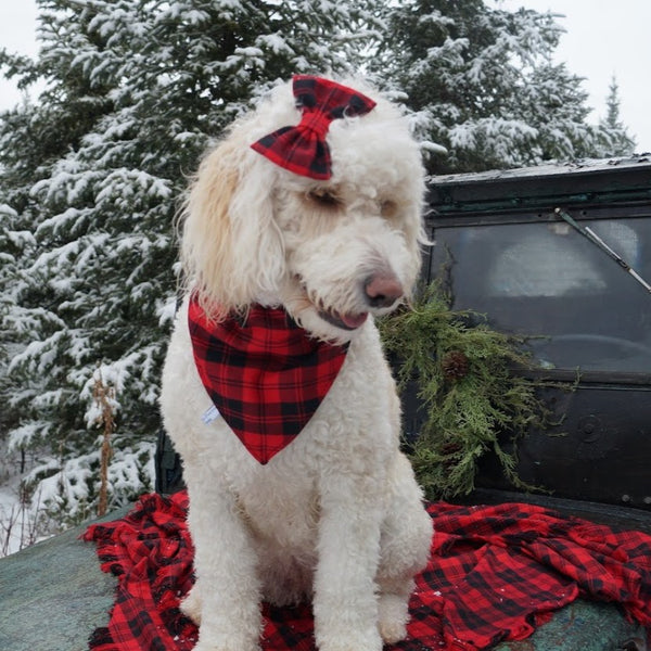 Erskine Red and Black Tartan Dog Bandana