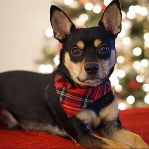 A dog wearing a red plaid tartan bandana lying in front of a blurred Christmas tree and lights background.