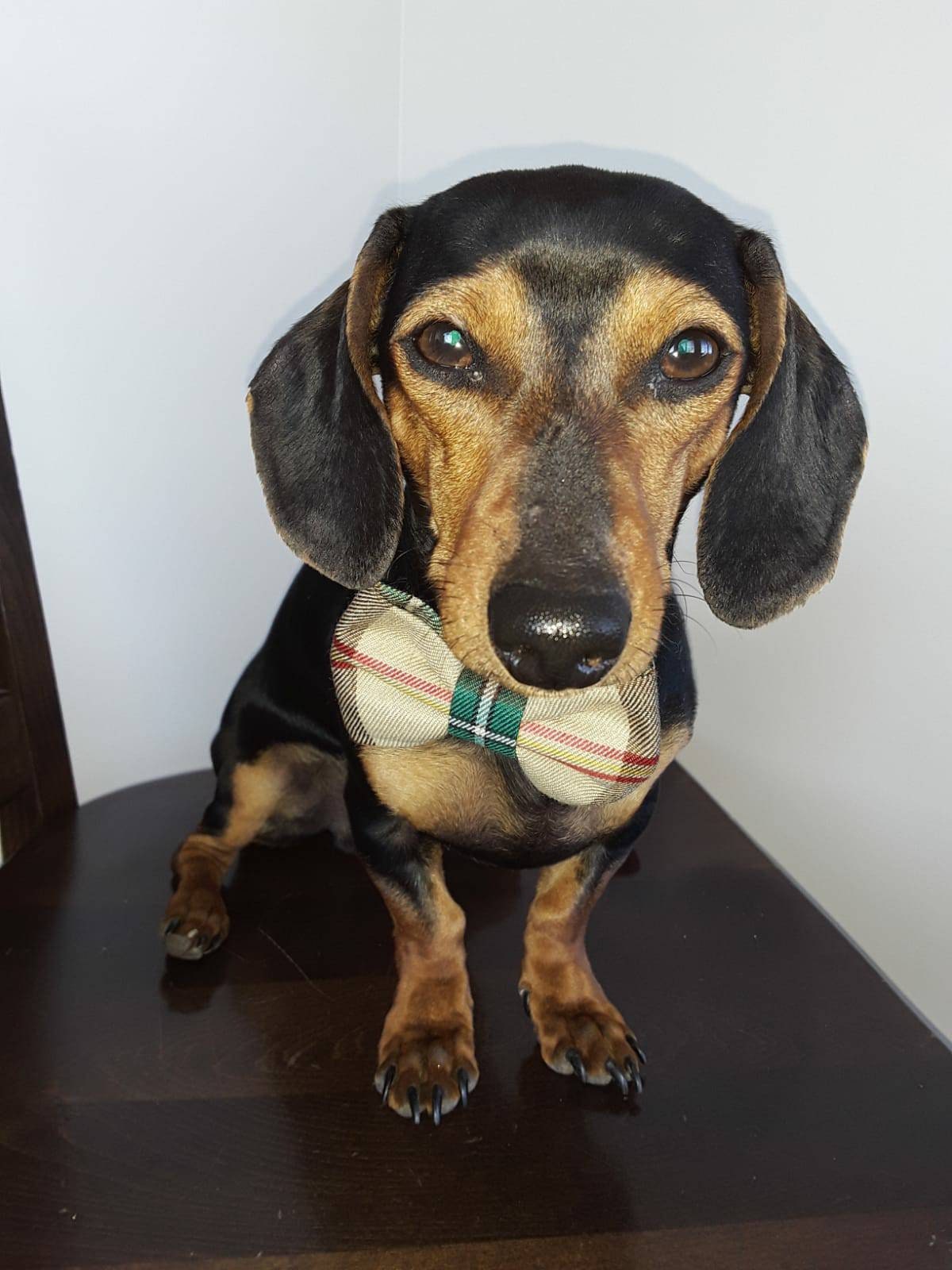 Dog Bow Tie To Slide on Collar, Spring Dog Bow, Saskatchewan Tartan Doggie Bow Tie For Pet Birthday Photos