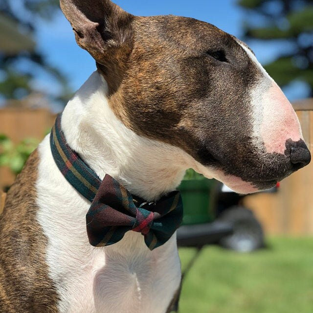 Dog Collar and Bow Tie in Ontario Tartan, Ontario Tartan Dog Collar, Pawsitively Dazzled Plaid Dog Collar Made in Canada for Dog Sitter Gift