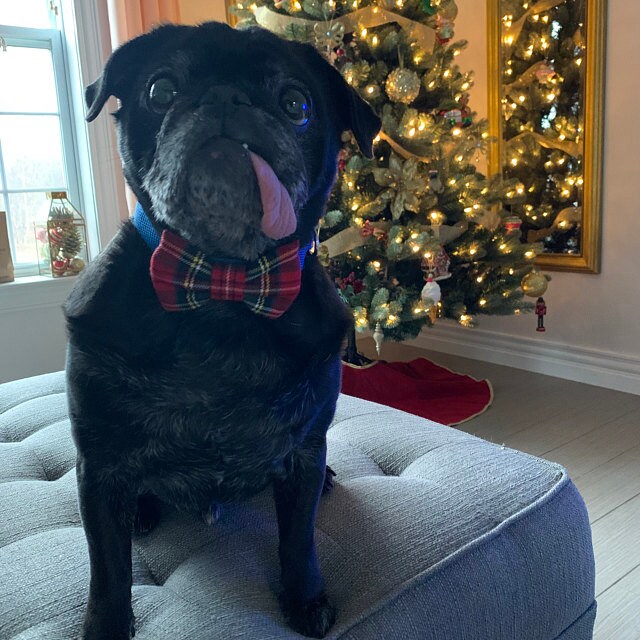 Royal Stewart Dog Bow Tie - Red Plaid Dog Bow - Tartan Dog Tie - Puppy Adoption Gift - Dog Christmas Photos Bow Tie - Dog Bling