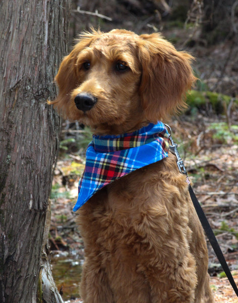 Pet Bandana. Oromocto Tartan Dog Kerchief,  Royal Blue Plaid Dog Bandana, Gift For Dog Groomer