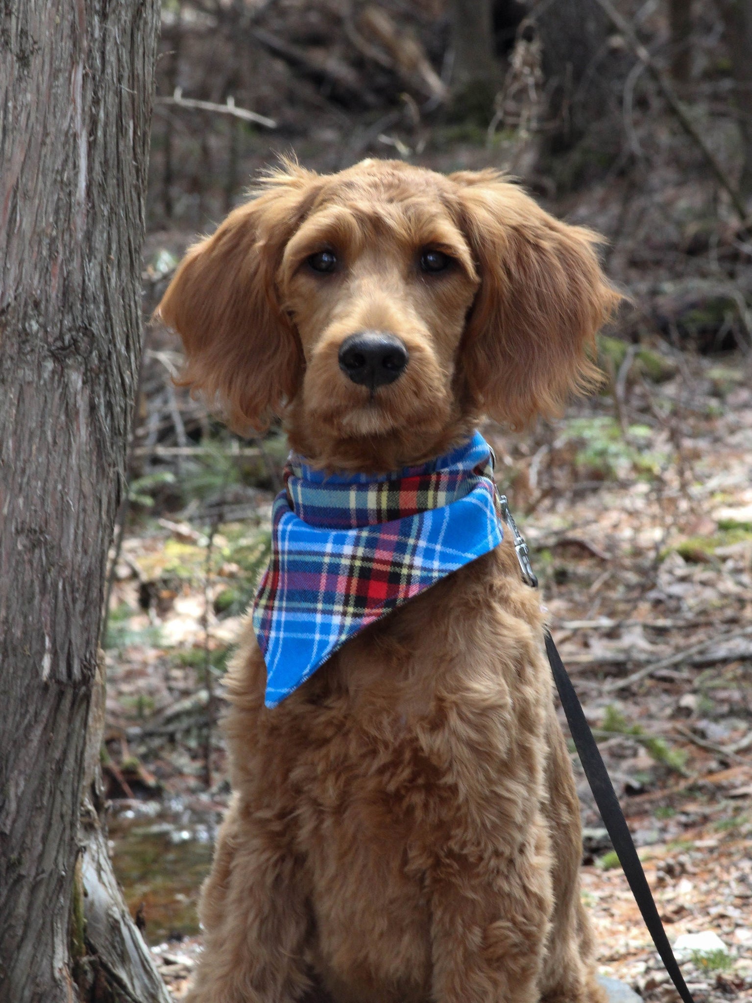 Pet Bandana. Oromocto Tartan Dog Kerchief,  Royal Blue Plaid Dog Bandana, Gift For Dog Groomer
