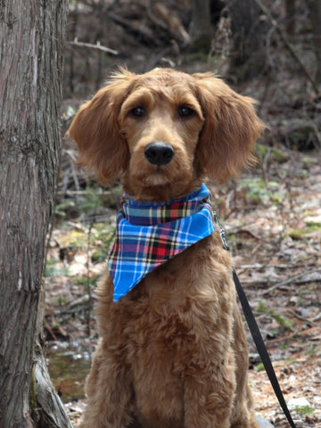 Bandana pour chien tartan d’Oromocto