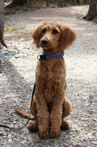 Collier pour chien tartan MacBeth